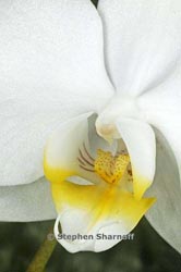 phalaenopsis 1 thumbnail graphic